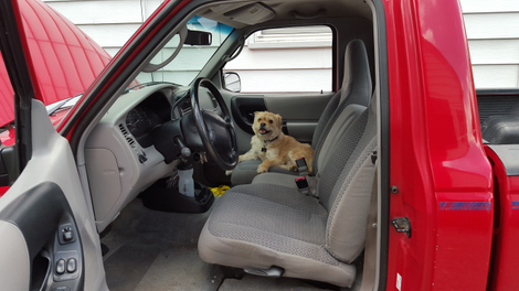 Our dog liked it, too.